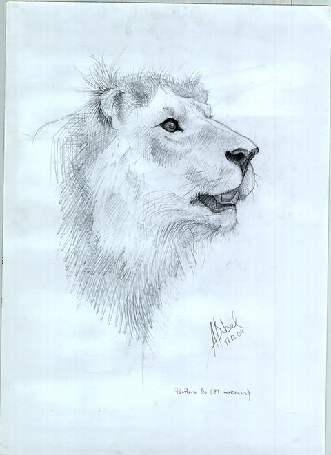 Löwe. Alexander Babel, Bleistift, 12.2007, 62x43 cm. Befindet sich im Senckenberg-Museum (Naturmuseum Senckenberg), Frankfurt am Main.