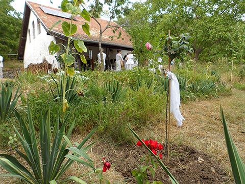 Rose, gepflanzt am Tag des Abschieds von István (Istvan Sky) im Hof seines Hauses Napfényszentély in Szentbékkállá, Ungarn. 04.08.2024.